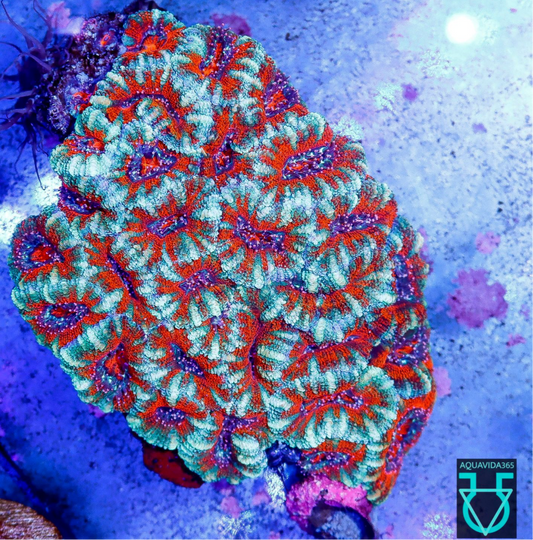 Red acan