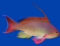 Orange (Blue Eye) Anthias Male - Pseudanthias squamipinnis