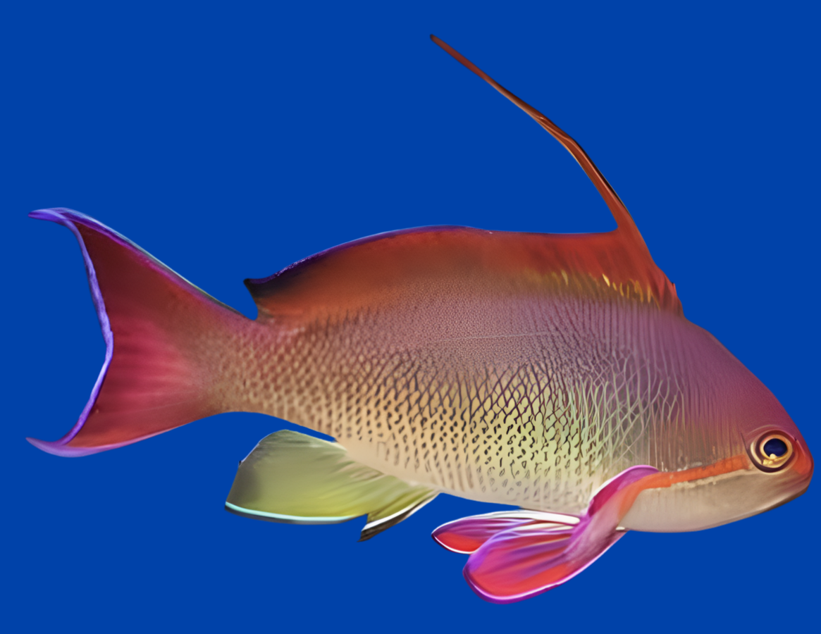 Orange (Blue Eye) Anthias Male - Pseudanthias squamipinnis