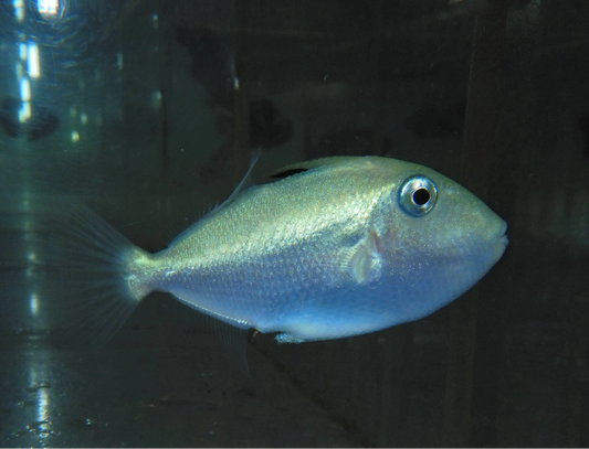 18 - GOLD BACK TRIGGER JUVI SM