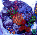 Zoa combo #1