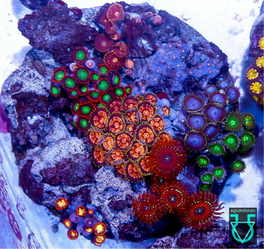 Zoa combo #1