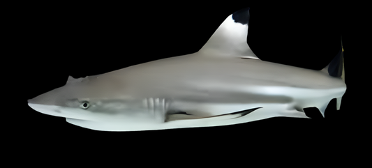 Black Tip Reef Shark - Carcharhinus melanopterus PRE-ORDER