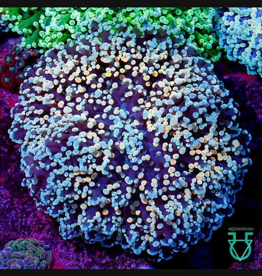 Bicolor king spawn