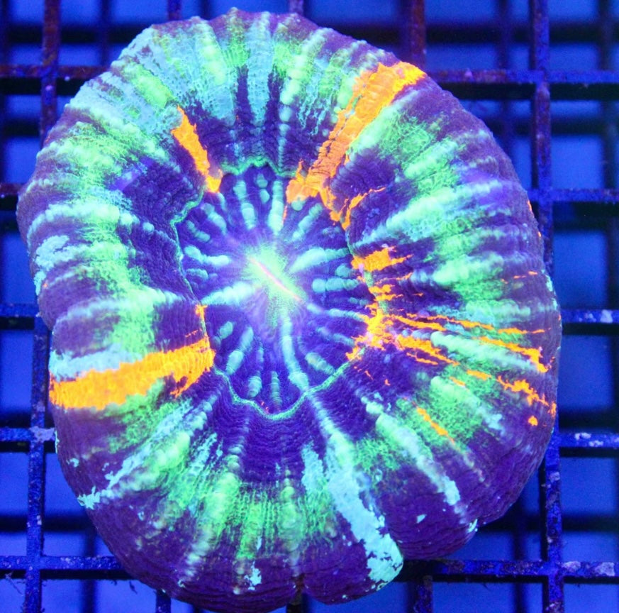 Unique Scoly