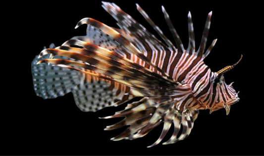 Volitan Lionfish (Africa)