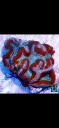 Symphyllia