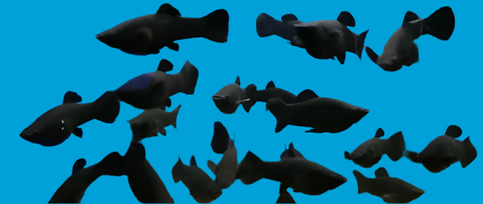 Black Molly (Saltwater)