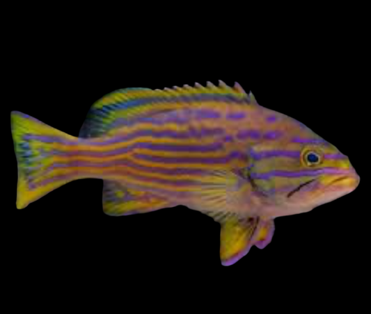 Polleni Grouper - Cephalopholis polleni