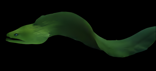 Green Moray Eel - Gymnothorax funebris