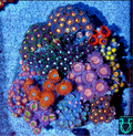 Zoa combo #22