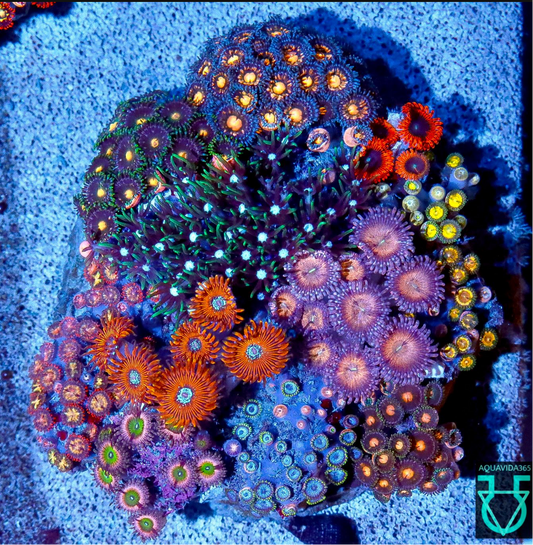 Zoa combo #22