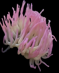 Condylactis Anemone - Condylactis gigantea-white-pink tips