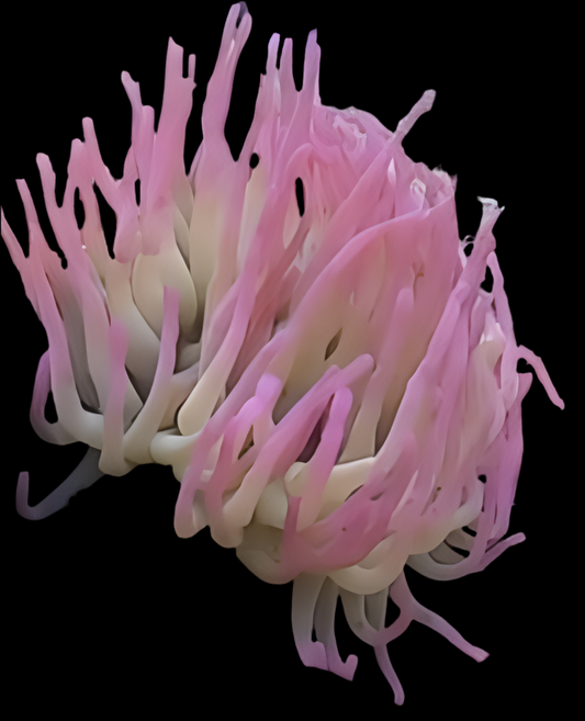 Condylactis Anemone - Condylactis gigantea