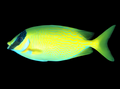 Blue Lined Rabbit Fish