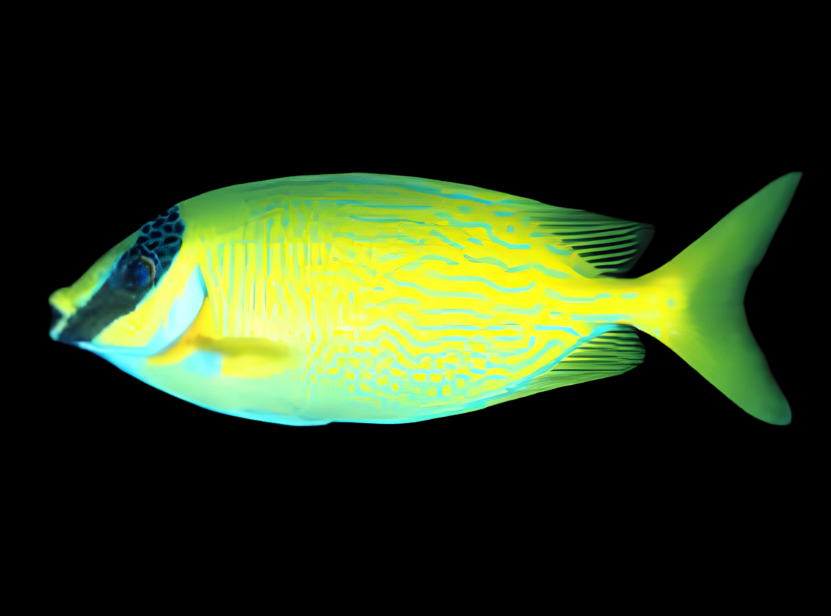 Blue Lined Rabbit Fish