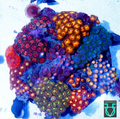 Zoa combo #19