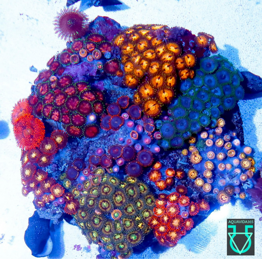 Zoa combo #19