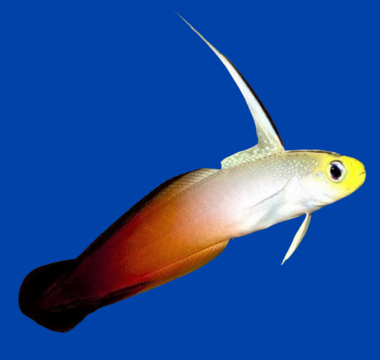 Firefish Goby - Nemateleotris magnifica