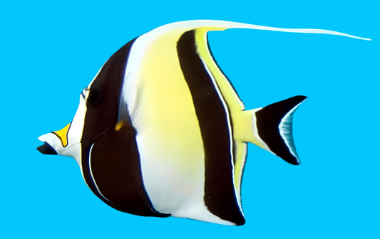 Moorish Idol