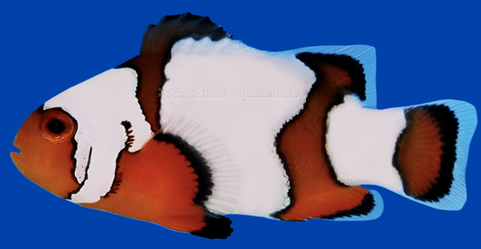 Snowflake Ocellaris Clown B Grade CB Amphiprion ocellaris (Snowflake)