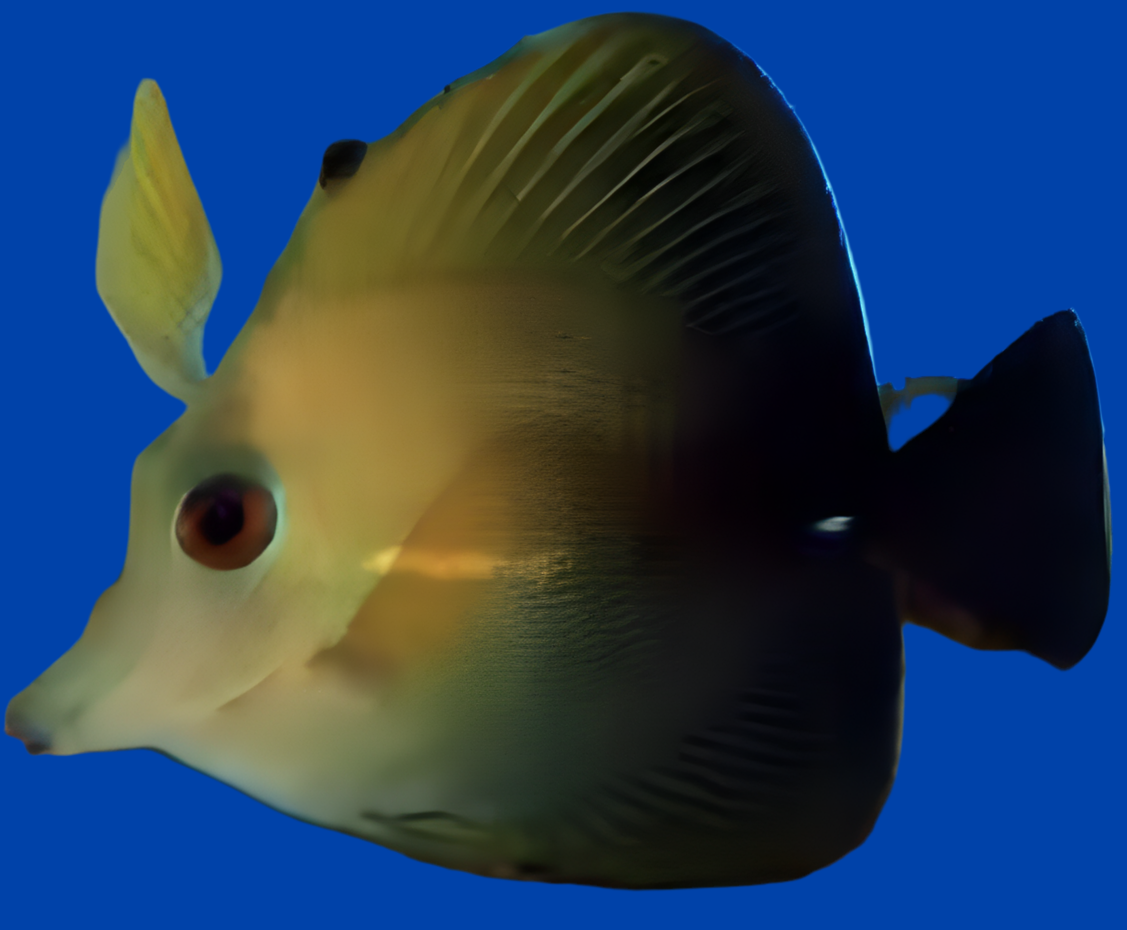 Scopas Tang - Zebrasoma scopas