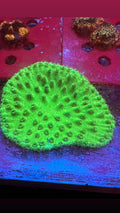 Neon Green Scroll
