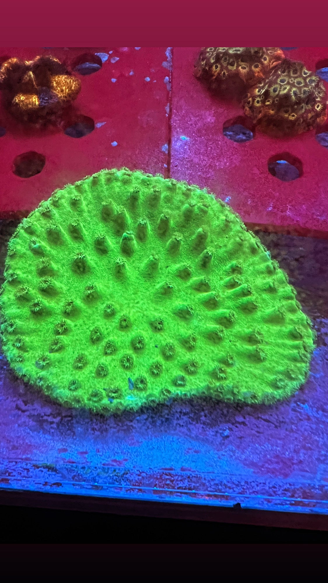 Neon Green Scroll