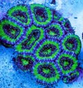 Acan