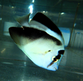 GRIFFS ANGEL - Apolemichthys griffisi