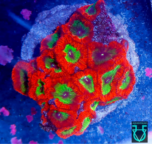 Electric umpaloompa Blasto