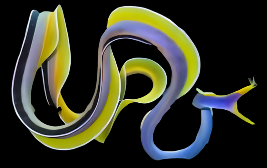 Ribbon Eel (Blue)