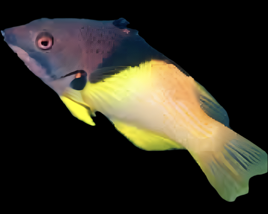 Coral Hogfish - Bodianus axillaris