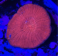Sol Scolymia