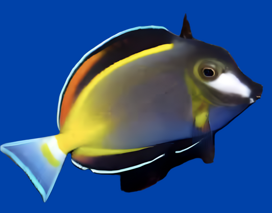 Powder Brown Surgeon - Acanthurus japonicus