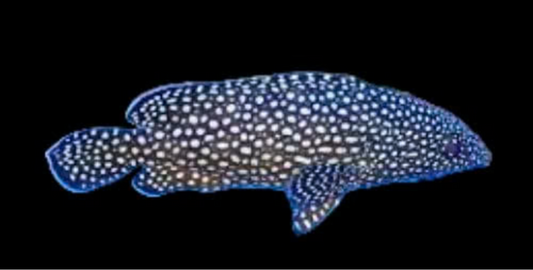 White Spotted Grouper