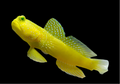 Yellow Watchman