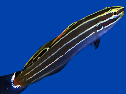 Hectors Goby - Amblygobius hectori