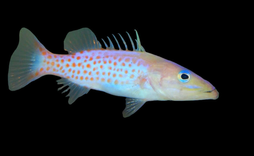 DR. SUESS soapfish