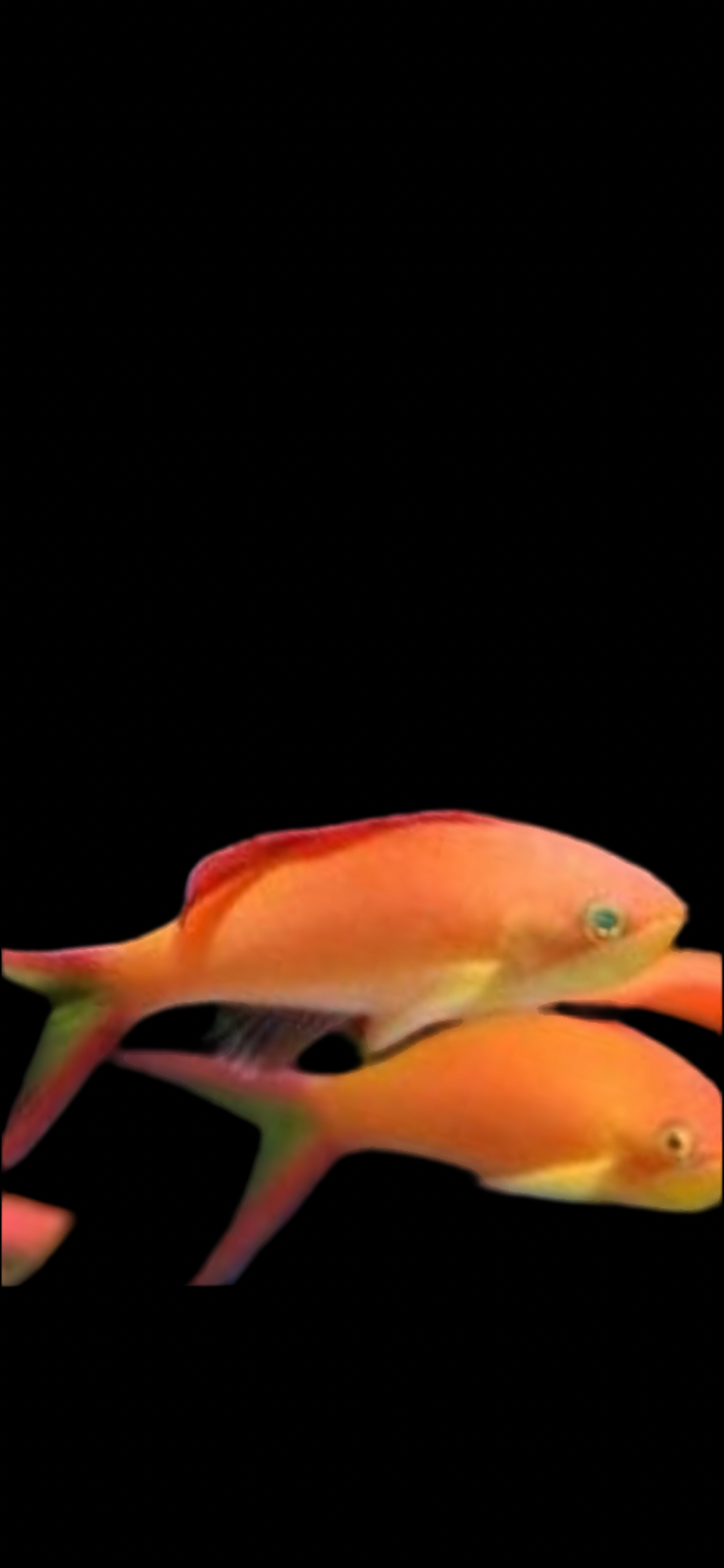 Ignitus Anthias; Female - Pseudanthias ignitus