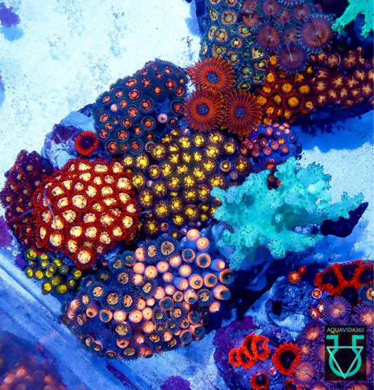Zoa combo #9