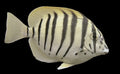 Zebra tang  Acanthurus polyzona