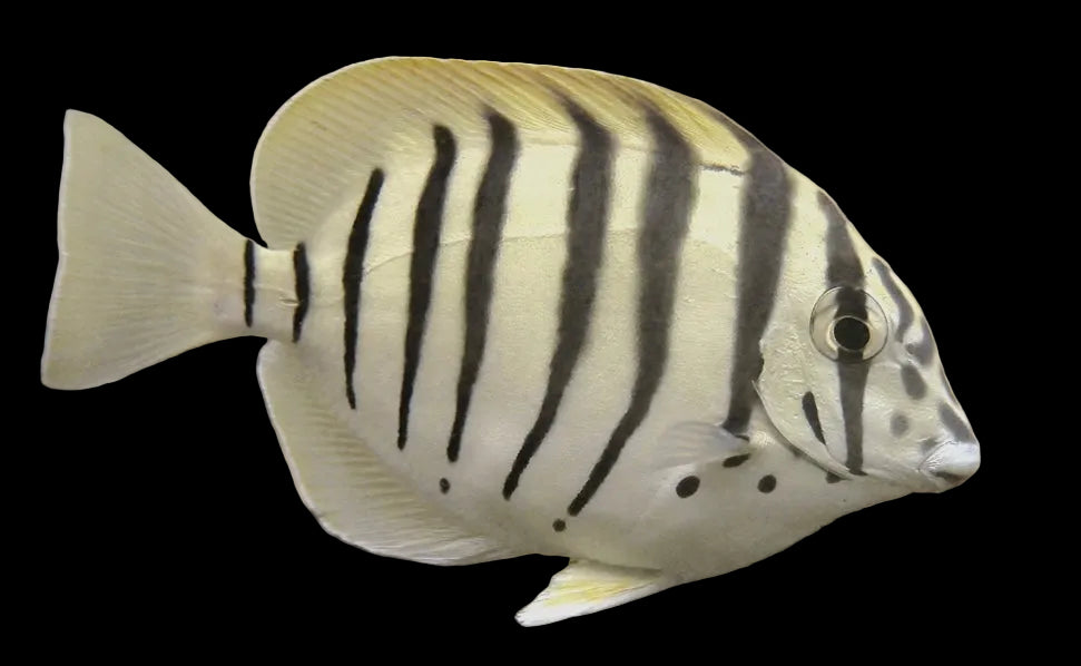Zebra tang  Acanthurus polyzona