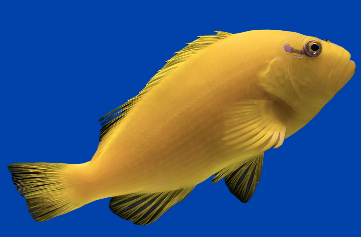 Golden Hawk Fish Paracirrhites xanthus