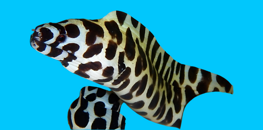 Tesselata Eel