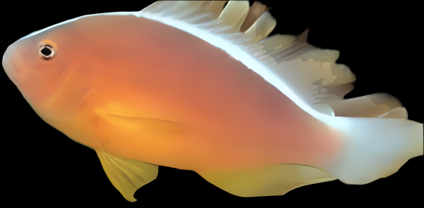 Peach Skunk Clown - Amphiprion akallopisis