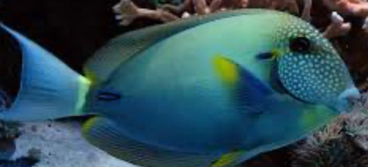 Maculiceps Tang - Acanthurus maculiceps