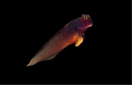 Redlip Blenny