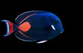 Achilles Tang - Acanthurus achilles