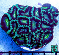 Green Acan